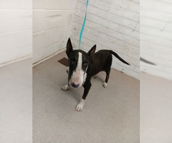 Medium Photo #1 Bull Terrier Puppy For Sale in San Bernardino, CA, USA