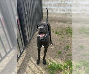 Mutt Dogs for adoption in Riverside, CA, USA