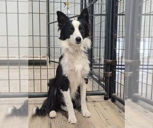 Australian Shepherd Dogs for adoption in Bolivar, MO, USA