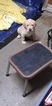 Small Photo #9 Labrador Retriever Puppy For Sale in GODFREY, IL, USA