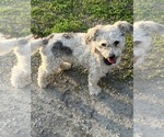 Small Photo #1 Havachon Puppy For Sale in DUNDEE, NY, USA