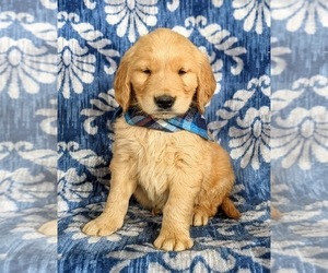 Golden Retriever Puppy for sale in OXFORD, PA, USA