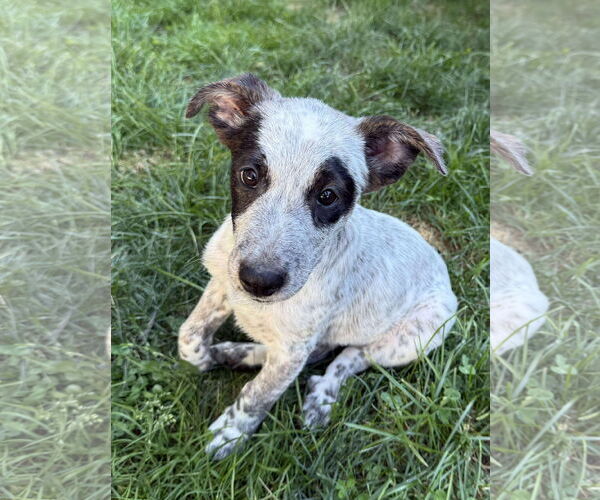Medium Photo #3 Mutt Puppy For Sale in pomfret, CT, USA