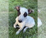 Small #2 Mutt