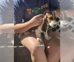 Small #4 Basset Hound