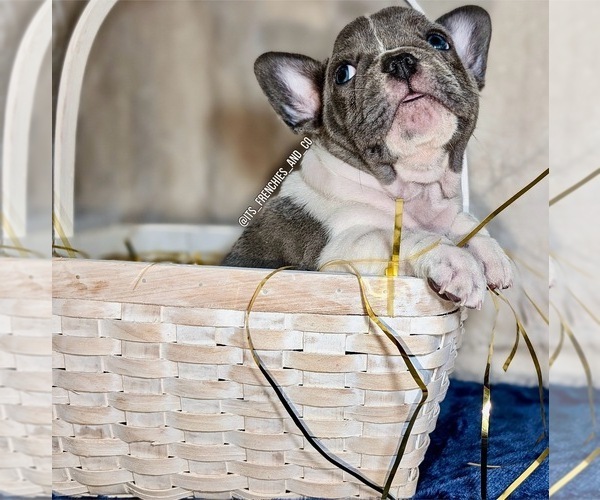 Medium Photo #8 French Bulldog Puppy For Sale in ELM GROVE, WI, USA