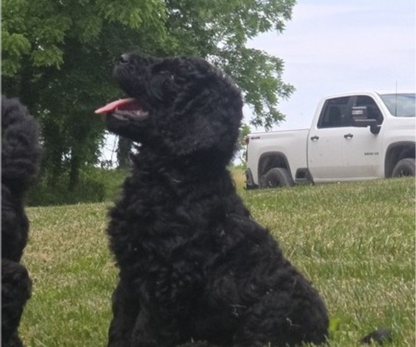 Medium Photo #6 Aussiedoodle Puppy For Sale in DANVILLE, IN, USA
