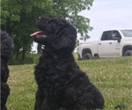 Puppy Morgan Aussiedoodle