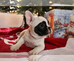 Small Photo #16 French Bulldog Puppy For Sale in OSHKOSH, WI, USA