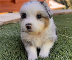 Puppy THOR Miniature Australian Shepherd