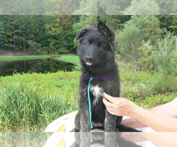 Medium Photo #9 German Shepherd Dog Puppy For Sale in PIEDMONT, MO, USA