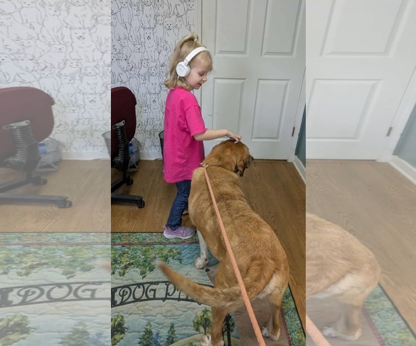 Medium Photo #5 Labrador Retriever-Unknown Mix Puppy For Sale in Rockaway, NJ, USA