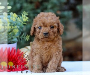 Cavapoo Puppy for sale in EAST EARL, PA, USA