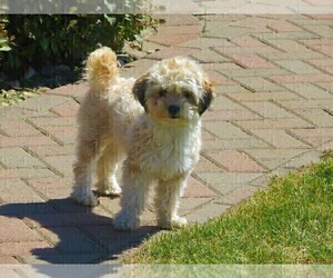 Mother of the Poodle (Toy)-Zuchon Mix puppies born on 07/05/2025