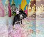 Small #1 French Bulldog