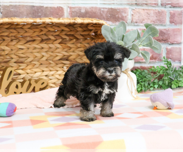 Medium Photo #6 Schnauzer (Miniature) Puppy For Sale in SYRACUSE, IN, USA