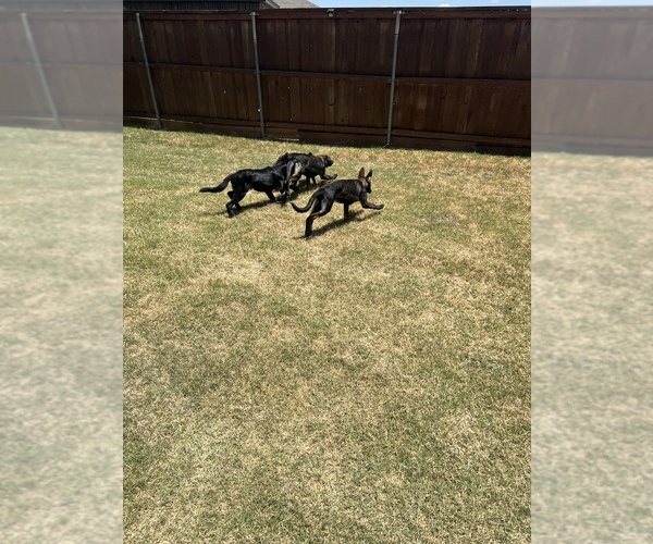 Medium Photo #20 German Shepherd Dog Puppy For Sale in LANCASTER, TX, USA
