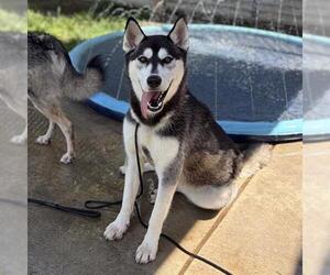 Siberian Husky Dogs for adoption in Modesto, CA, USA