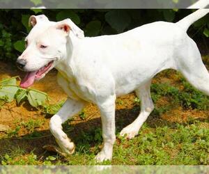 American Bulldog-Labrador Retriever Mix Dogs for adoption in Tallahassee, FL, USA