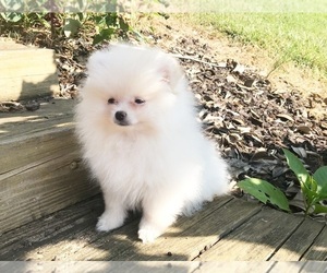 Pomeranian Puppy for sale in DAWSONVILLE, GA, USA