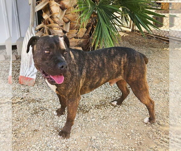 Medium Photo #10 American Staffordshire Terrier-Unknown Mix Puppy For Sale in Lake Forest, CA, USA