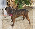 Small #9 American Staffordshire Terrier Mix