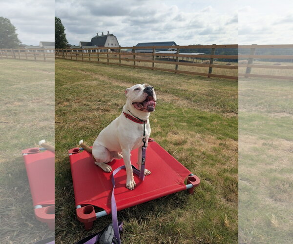 Medium Photo #4 American Staffordshire Terrier-Boxer Mix Puppy For Sale in Caribou, ME, USA