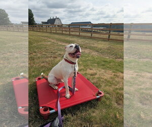 Chief - Male American Staffordshire Terrier-Boxer Mix Dog for Adoption - Photo #4