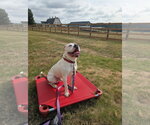 Small #3 American Staffordshire Terrier-Boxer Mix