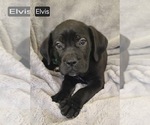 Small #1 Cane Corso