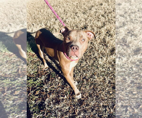 Medium Photo #1 Mutt Puppy For Sale in Glen Allen, VA, USA