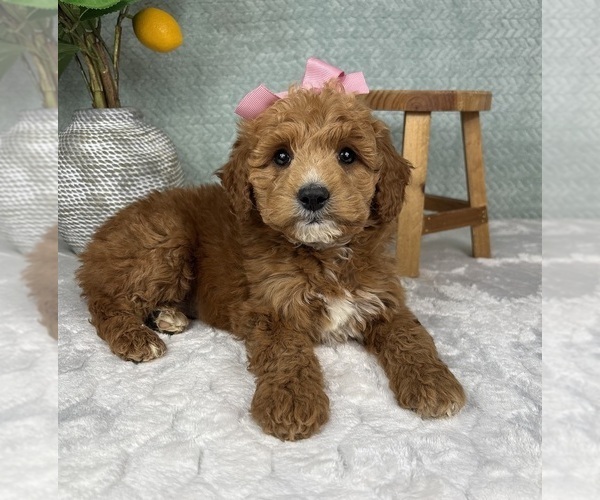 Medium Photo #4 Goldendoodle (Miniature) Puppy For Sale in FRANKLIN, IN, USA