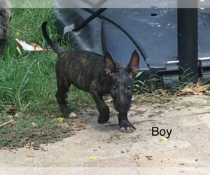Bull Terrier Puppy for sale in HOUSTON, TX, USA