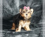 Small #1 Morkie-Yorkshire Terrier Mix