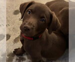 Small #2 Labrador Retriever Mix
