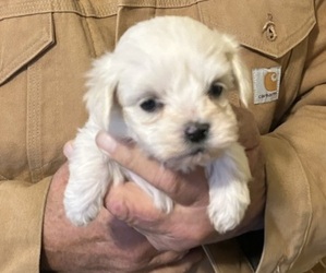Havanese Puppy for sale in DREXEL, MO, USA