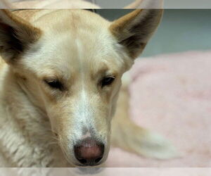 German Shepherd Dog-Unknown Mix Dogs for adoption in Tulsa, OK, USA