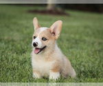 Small Photo #17 Pembroke Welsh Corgi Puppy For Sale in ELKTON, KY, USA