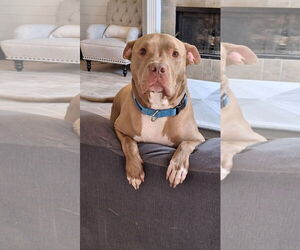 American Staffordshire Terrier Dogs for adoption in Rosenberg, TX, USA