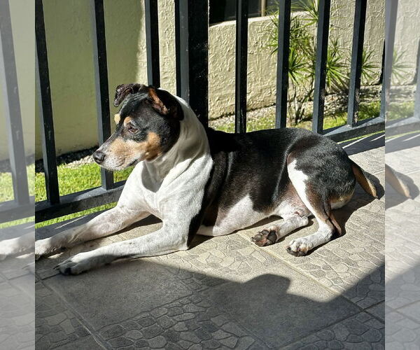 Medium Photo #15 Rat Terrier Puppy For Sale in Atlanta, GA, USA