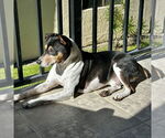 Small #14 Rat Terrier