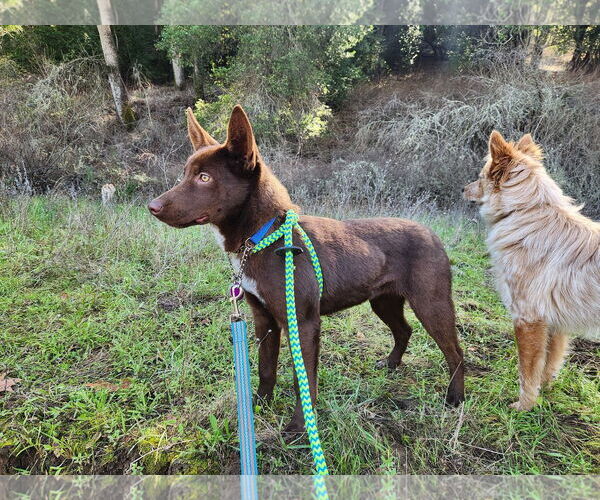 Medium Photo #1 Mutt Puppy For Sale in Paso Robles, CA, USA