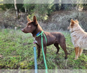 Mutt Dogs for adoption in Paso Robles, CA, USA