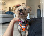 Small #1 Mutt
