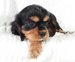 Puppy Puppy 1 Female Cavalier King Charles Spaniel