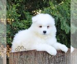 Image preview for Ad Listing. Nickname: Knight