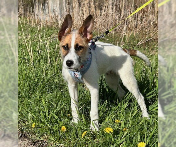 Medium Photo #1 Mutt Puppy For Sale in Brooklyn Center, MN, USA