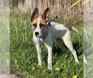 Mutt Dogs for adoption in Brooklyn Center, MN, USA