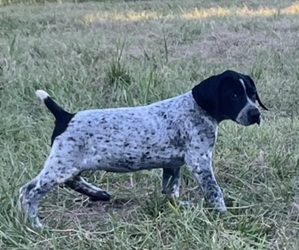 German Shorthaired Pointer Puppy for Sale in PICAYUNE, Mississippi USA