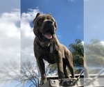 Small Photo #10 Cane Corso Puppy For Sale in CITY INDUSTRY, CA, USA